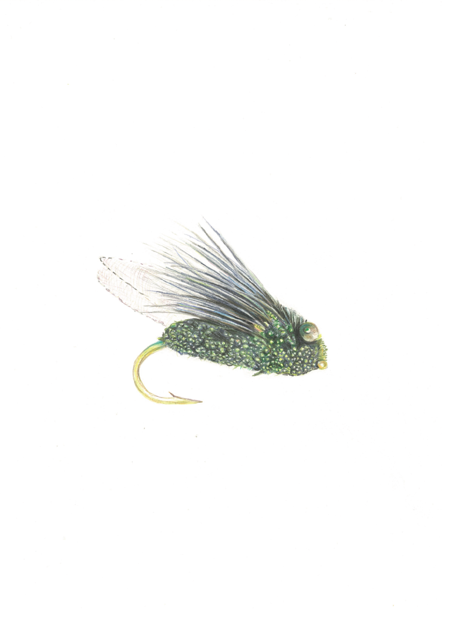 Cicada