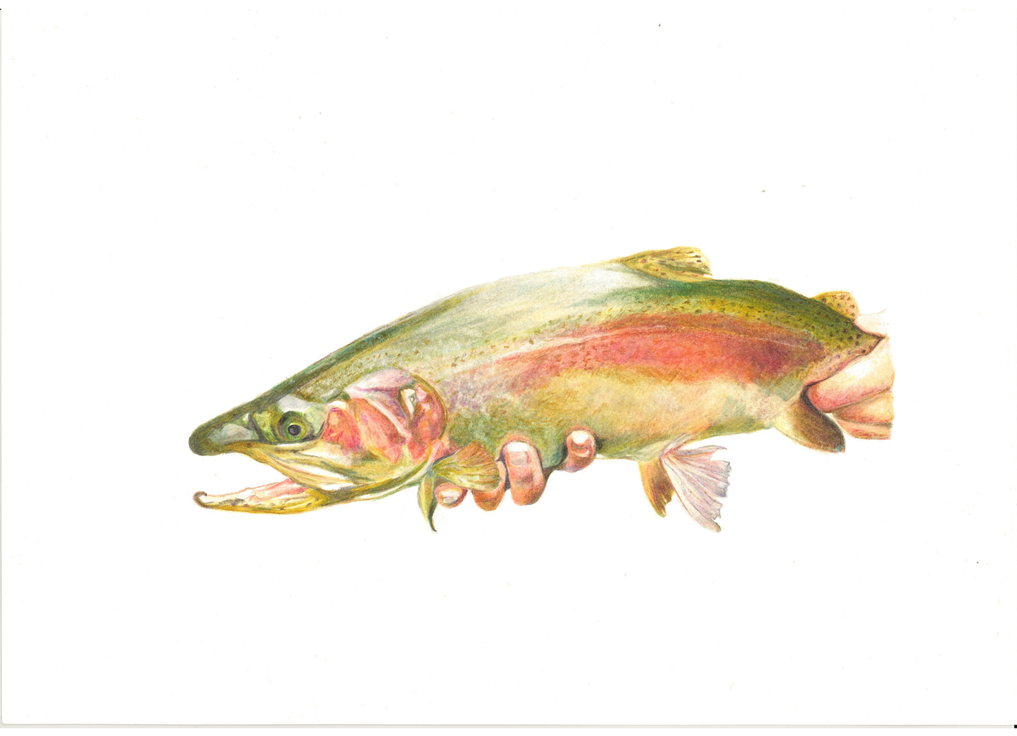 Catch and Release